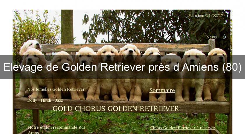 elevage de golden retriever elevage de golden retriever pr 232 s d amiens 80 eleveur elevage de golden retriever elevage de golden retriever pr 232 s d amiens 80 eleveur