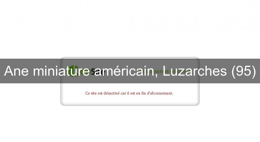 Ane miniature américain, Luzarches (95)