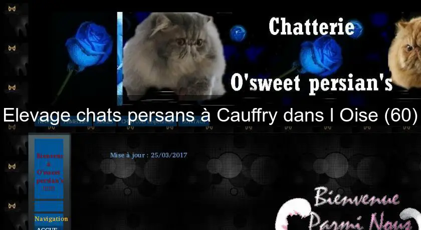 Elevage chats persans à Cauffry dans l'Oise (60)