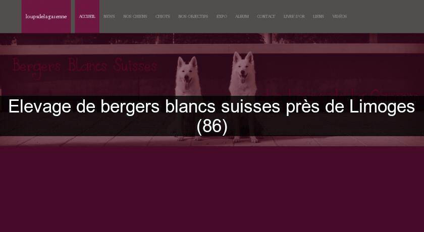 Elevage de bergers blancs suisses près de Limoges (86)