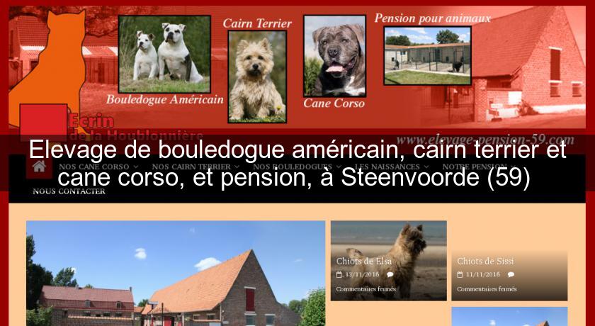 Elevage de bouledogue américain, cairn terrier et cane corso, et pension, à Steenvoorde (59) 
