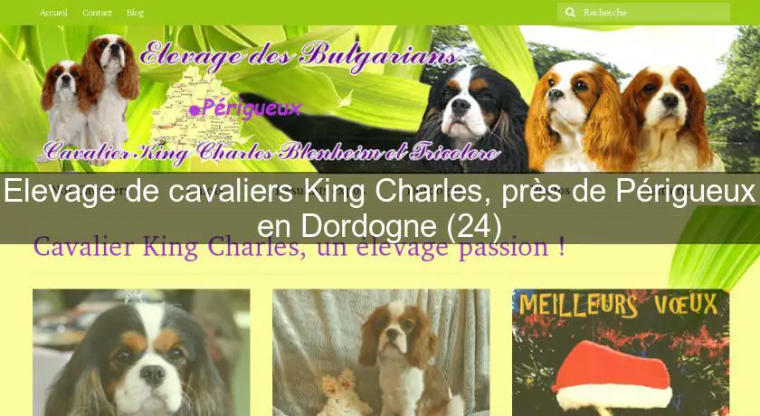 Elevage de cavaliers King Charles, près de Périgueux en Dordogne (24)