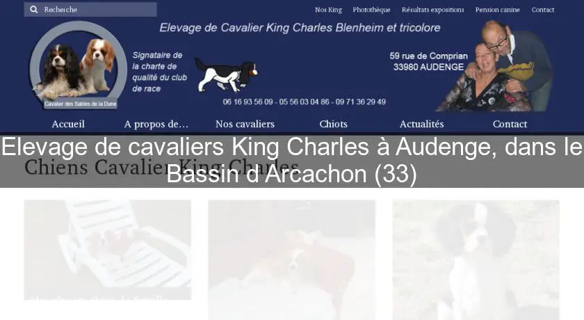 Elevage de cavaliers King Charles à Audenge, dans le Bassin d'Arcachon (33)