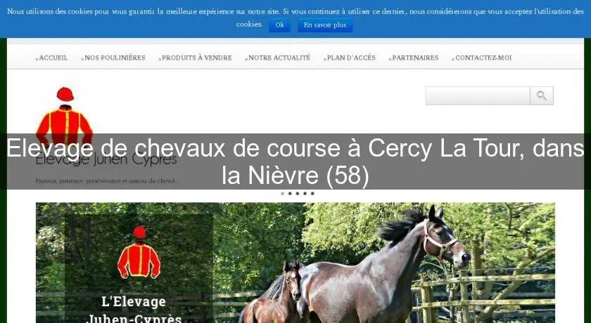 Elevage de chevaux de course à Cercy La Tour, dans la Nièvre (58)