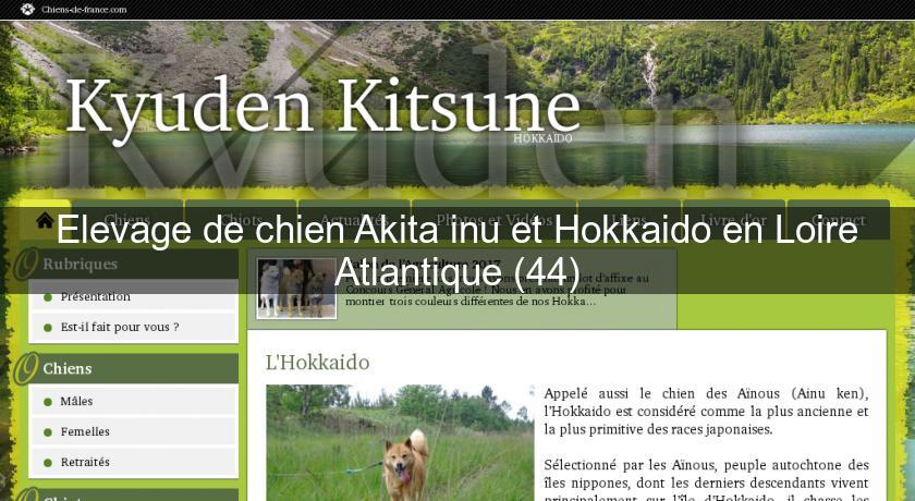 Elevage de chien Akita inu et Hokkaido en Loire Atlantique (44)