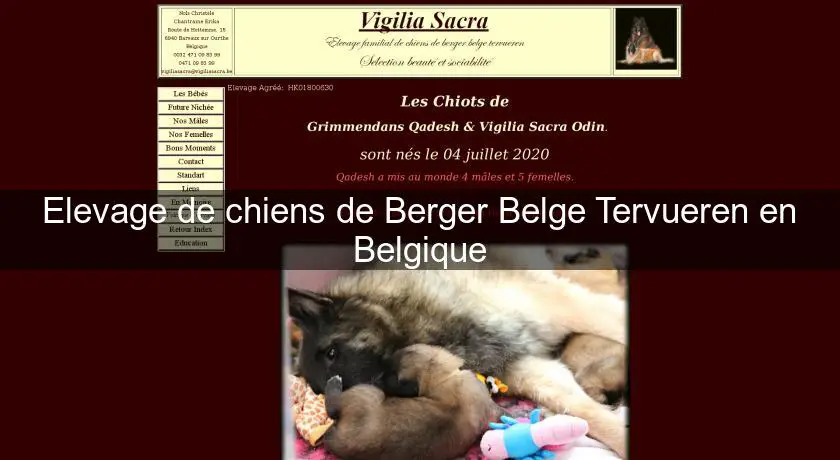 Elevage de chiens de Berger Belge Tervueren en Belgique
