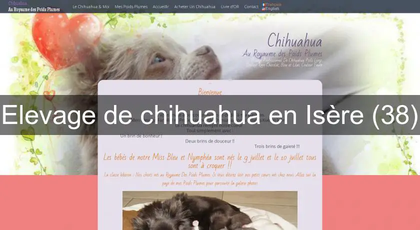 Elevage de chihuahua en Isère (38)