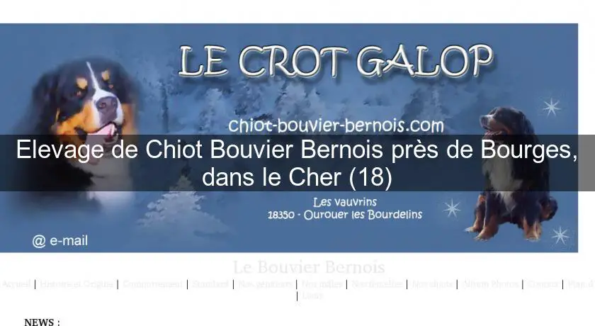 Elevage de Chiot Bouvier Bernois près de Bourges, dans le Cher (18)