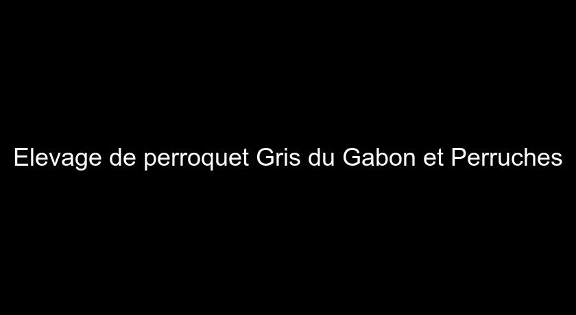 Elevage de perroquet Gris du Gabon et Perruches