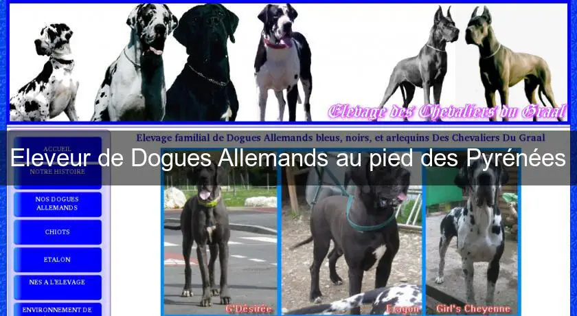 Eleveur de Dogues Allemands au pied des Pyrénées