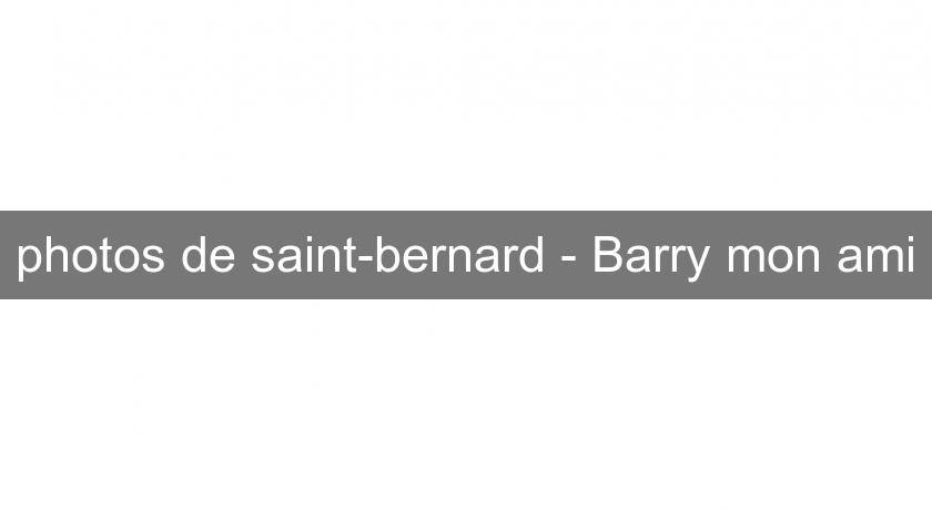 photos de saint-bernard - Barry mon ami