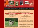 Elevage de bouledogue américain, cairn terrier et cane corso, et pension, à Steenvoorde (59) 