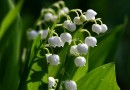 Le muguet