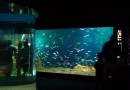 L'aquarium de La Rochelle : une plongée dans le monde sous-marin