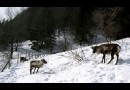Laponia Dream : un parc lapon dans le Jura