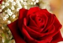 Les roses, cadeau incontournable de la Saint-Valentin