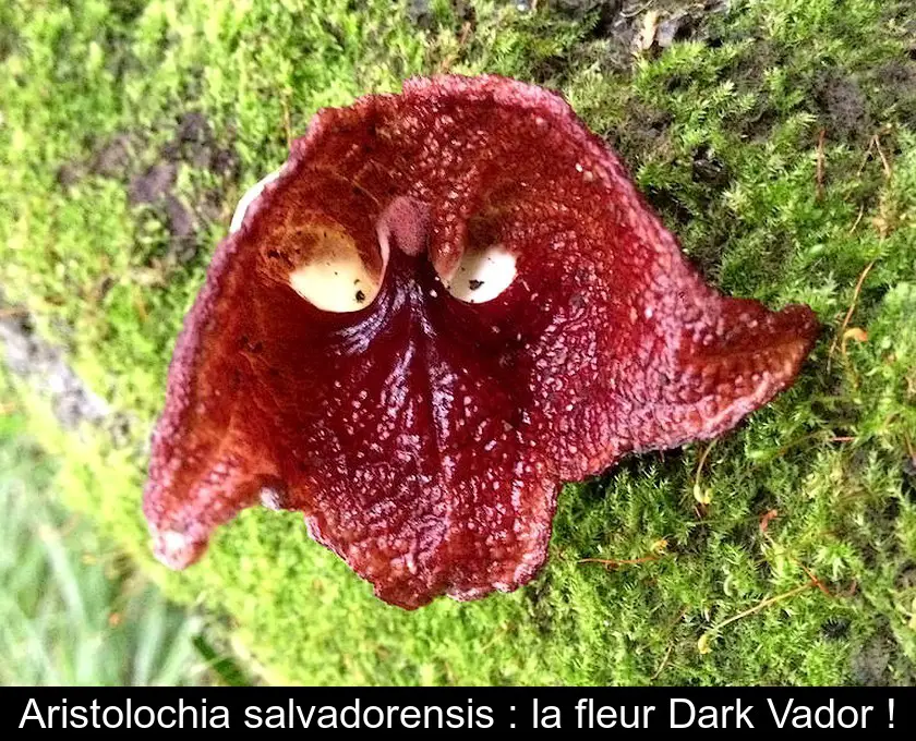 Aristolochia salvadorensis : la fleur Dark Vador !