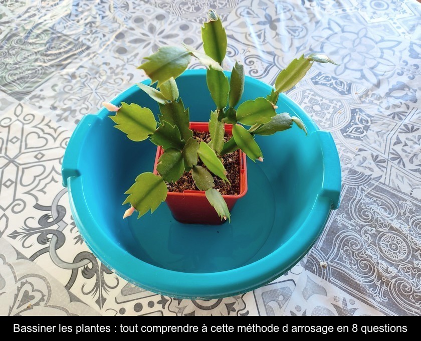 Bassiner les plantes : tout comprendre à cette méthode d'arrosage en 8 questions