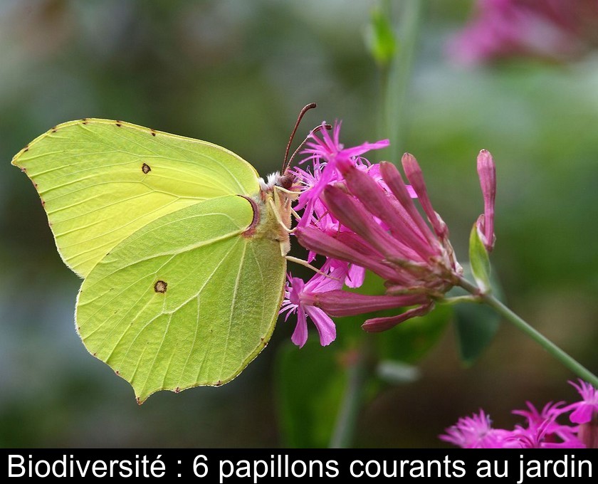 Biodiversité : 6 papillons courants au jardin