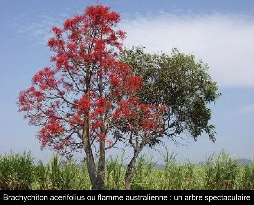 Brachychiton acerifolius ou flamme australienne : un arbre spectaculaire