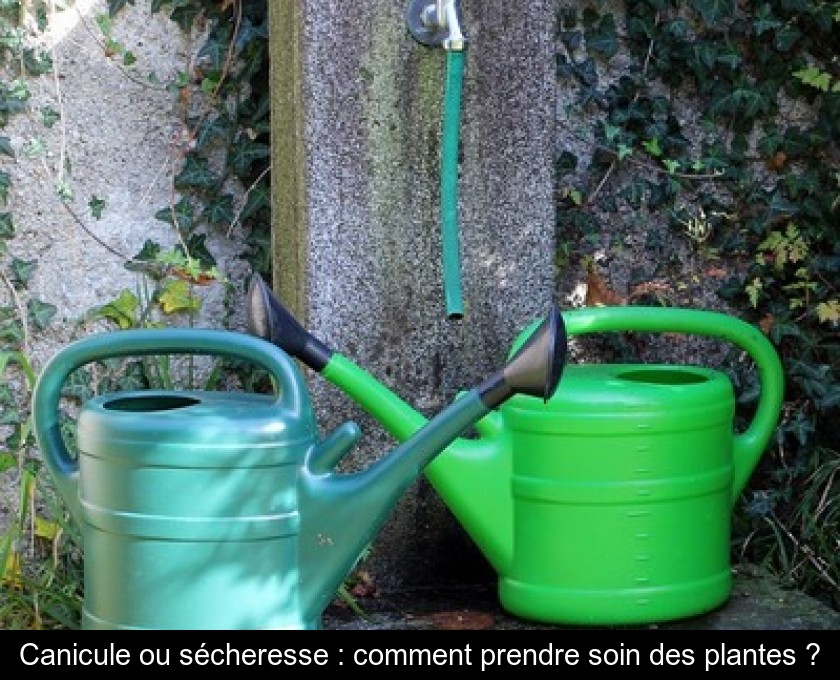 Canicule ou sécheresse : comment prendre soin des plantes ?