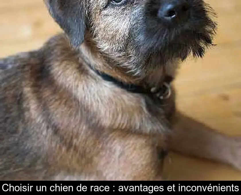 Choisir un chien de race : avantages et inconvénients