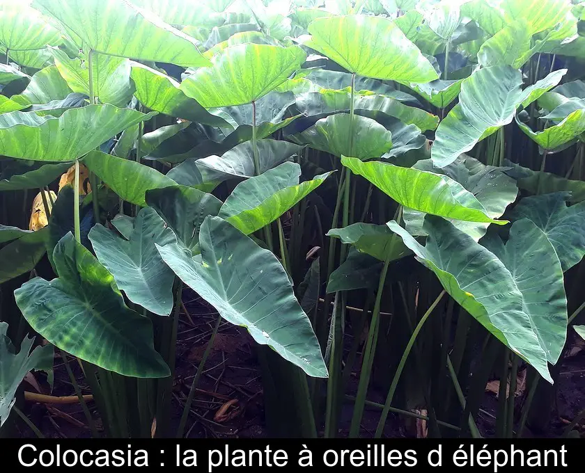Colocasia : la plante à oreilles d'éléphant