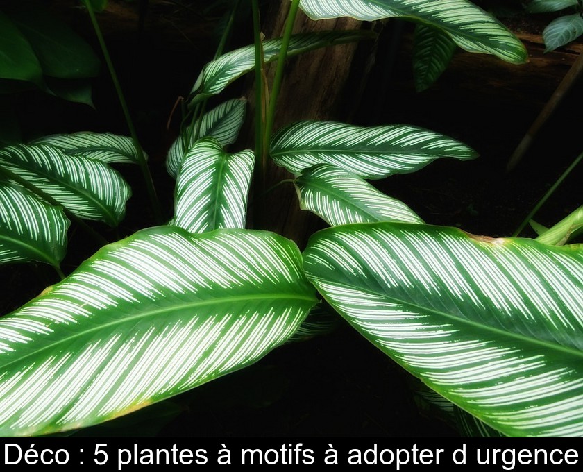 Déco : 5 plantes à motifs à adopter d'urgence