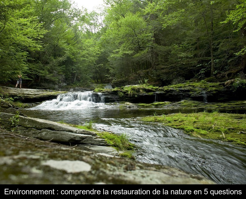 Environnement : comprendre la restauration de la nature en 5 questions
