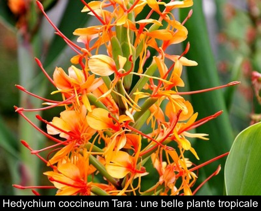 Hedychium coccineum Tara : une belle plante tropicale