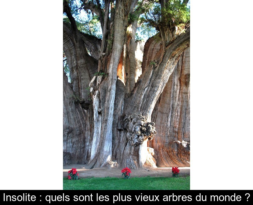 Insolite : quels sont les plus vieux arbres du monde ?