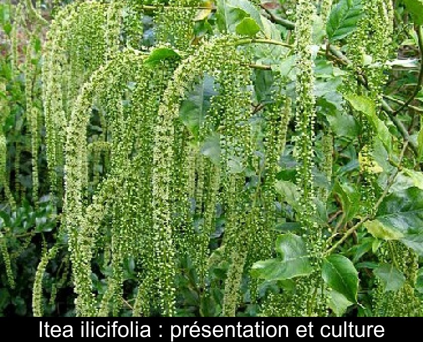Itea ilicifolia : présentation et culture