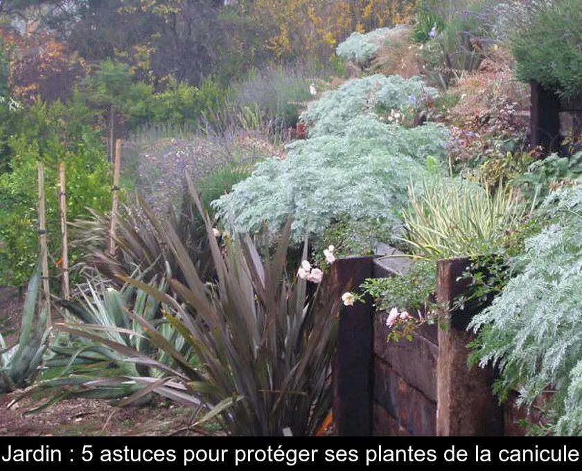 Jardin : 5 astuces pour protéger ses plantes de la canicule