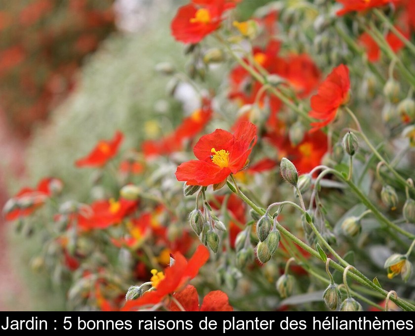 Jardin : 5 bonnes raisons de planter des hélianthèmes