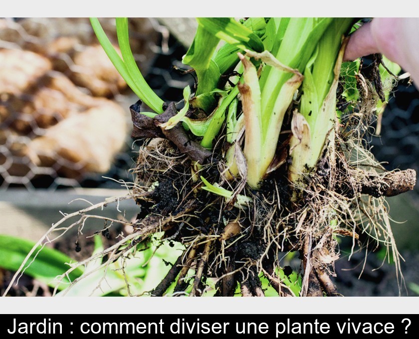 Jardin : comment diviser une plante vivace ?