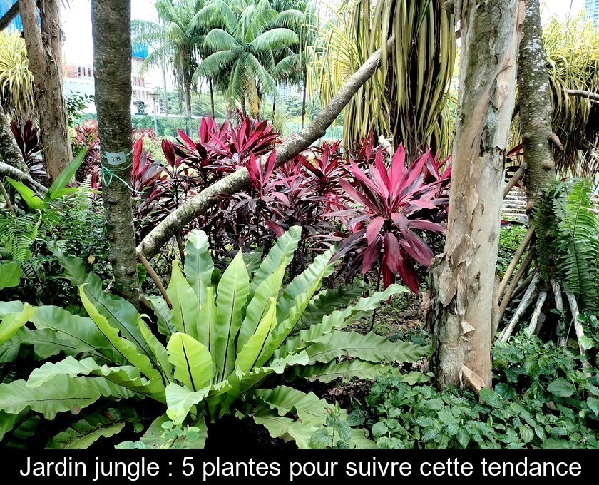 Jardin jungle : 5 plantes pour suivre cette tendance