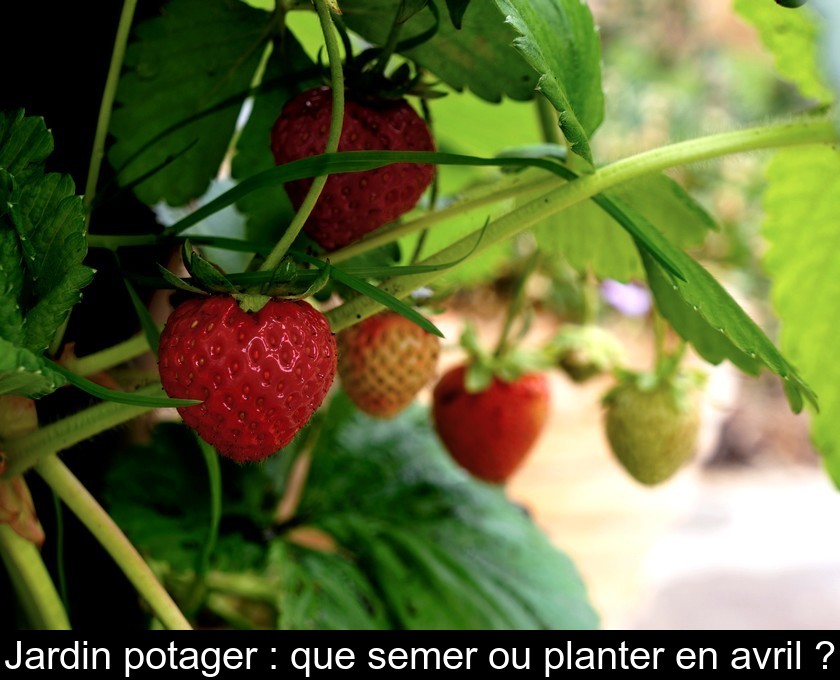 Jardin potager : que semer ou planter en avril ?