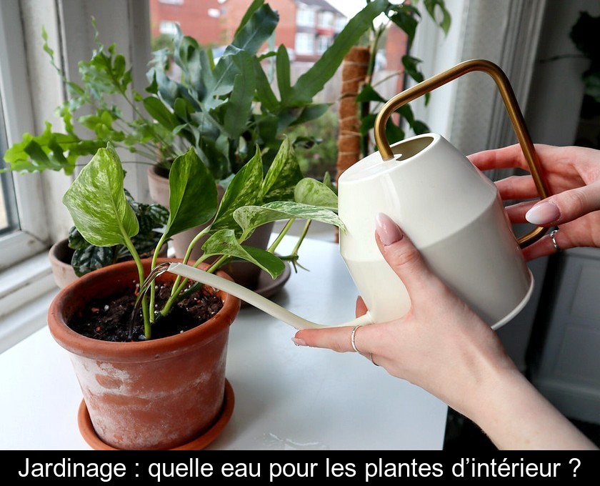 Jardinage : quelle eau pour les plantes d’intérieur ?