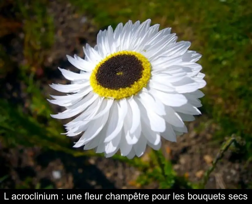 L'acroclinium : une fleur champêtre pour les bouquets secs
