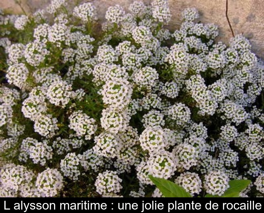 L'alysson maritime : une jolie plante de rocaille