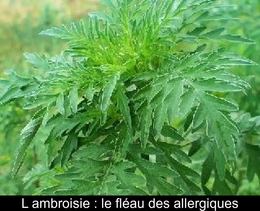 L'ambroisie : le fléau des allergiques
