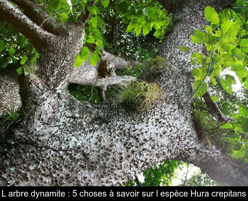 L'arbre dynamite : 5 choses à savoir sur l'espèce Hura crepitans