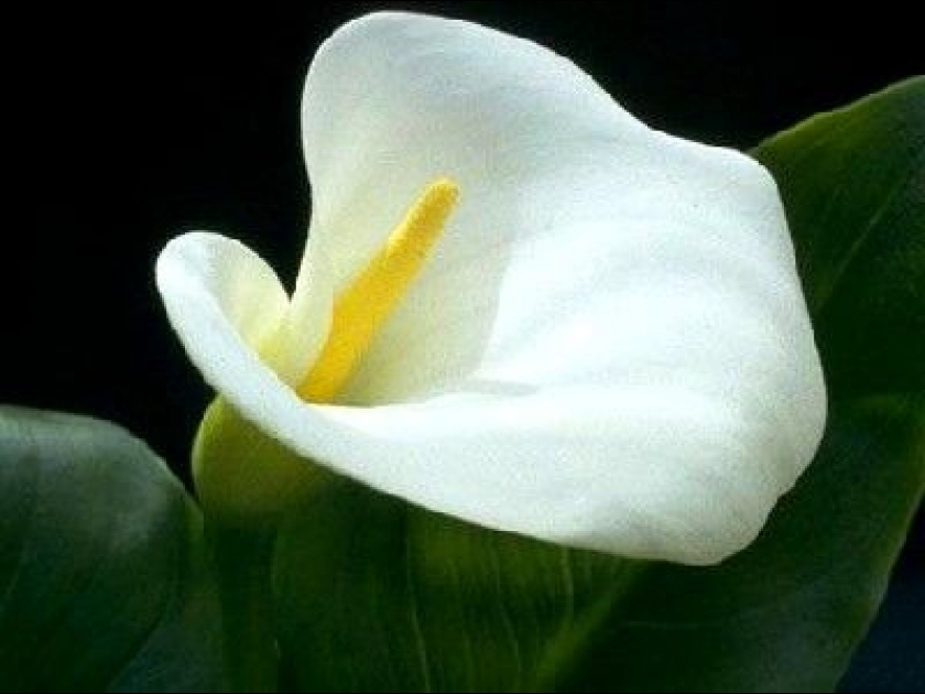 thumb-l-arum-des-fleuristes---presentation-et-conseils-de-culture-2404.gif