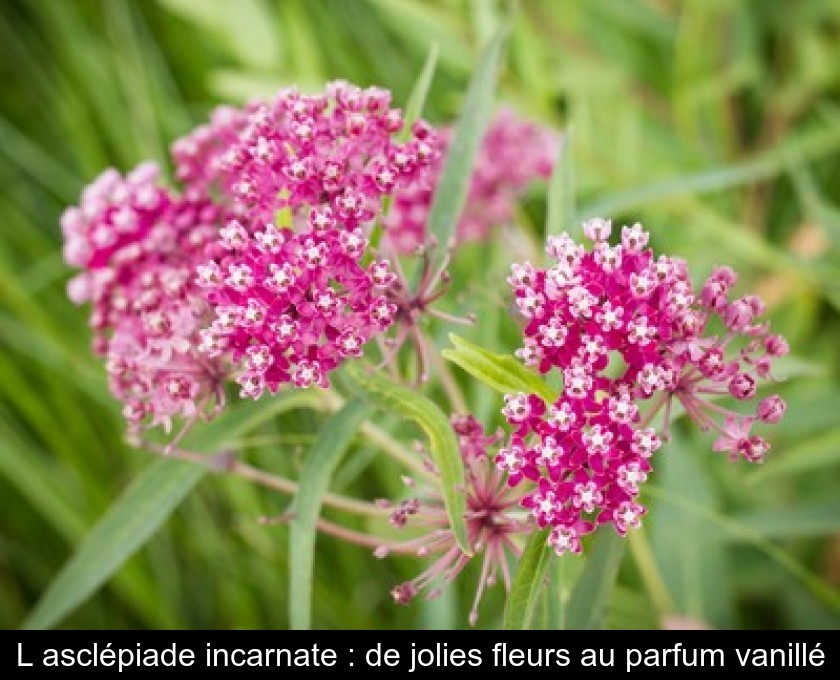 L'asclépiade incarnate : de jolies fleurs au parfum vanillé