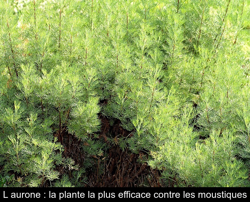 L'aurone : la plante la plus efficace contre les moustiques
