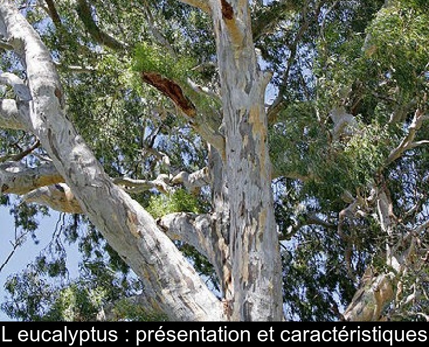 L'eucalyptus : présentation et caractéristiques