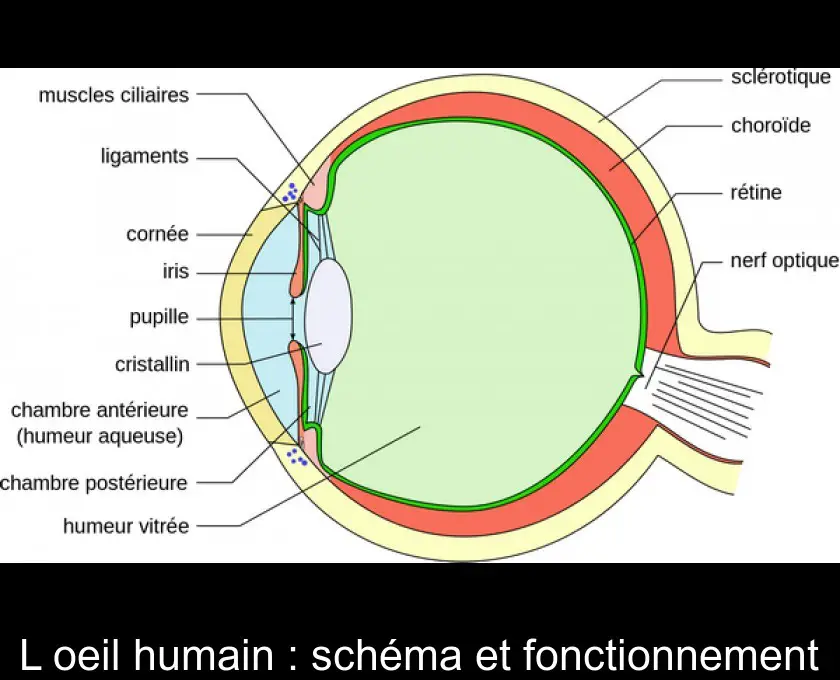 L'oeil humain : schéma et fonctionnement