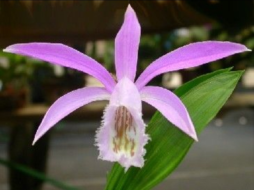Images de plantes fleurie. Thumb-l-orchidee-de-formose---presentation-et-conseils-d-entretien-4625