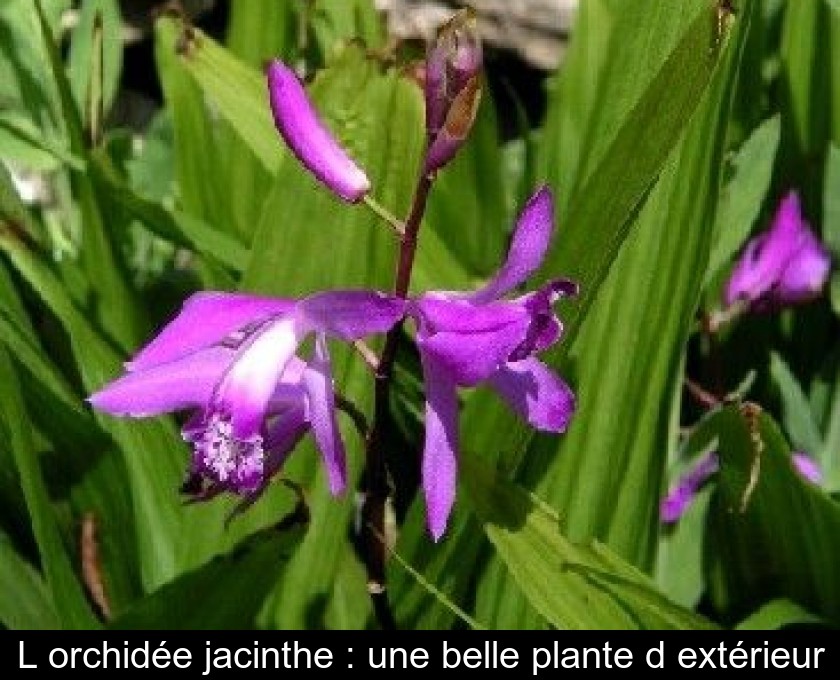 L'orchidée jacinthe : une belle plante d'extérieur