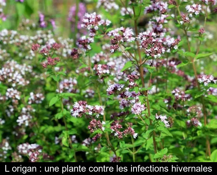 L'origan : une plante contre les infections hivernales